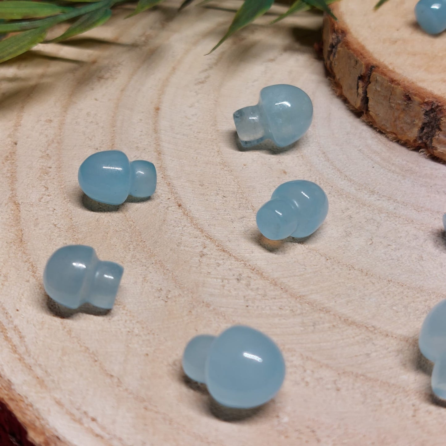Aquamarin XXS Pilz