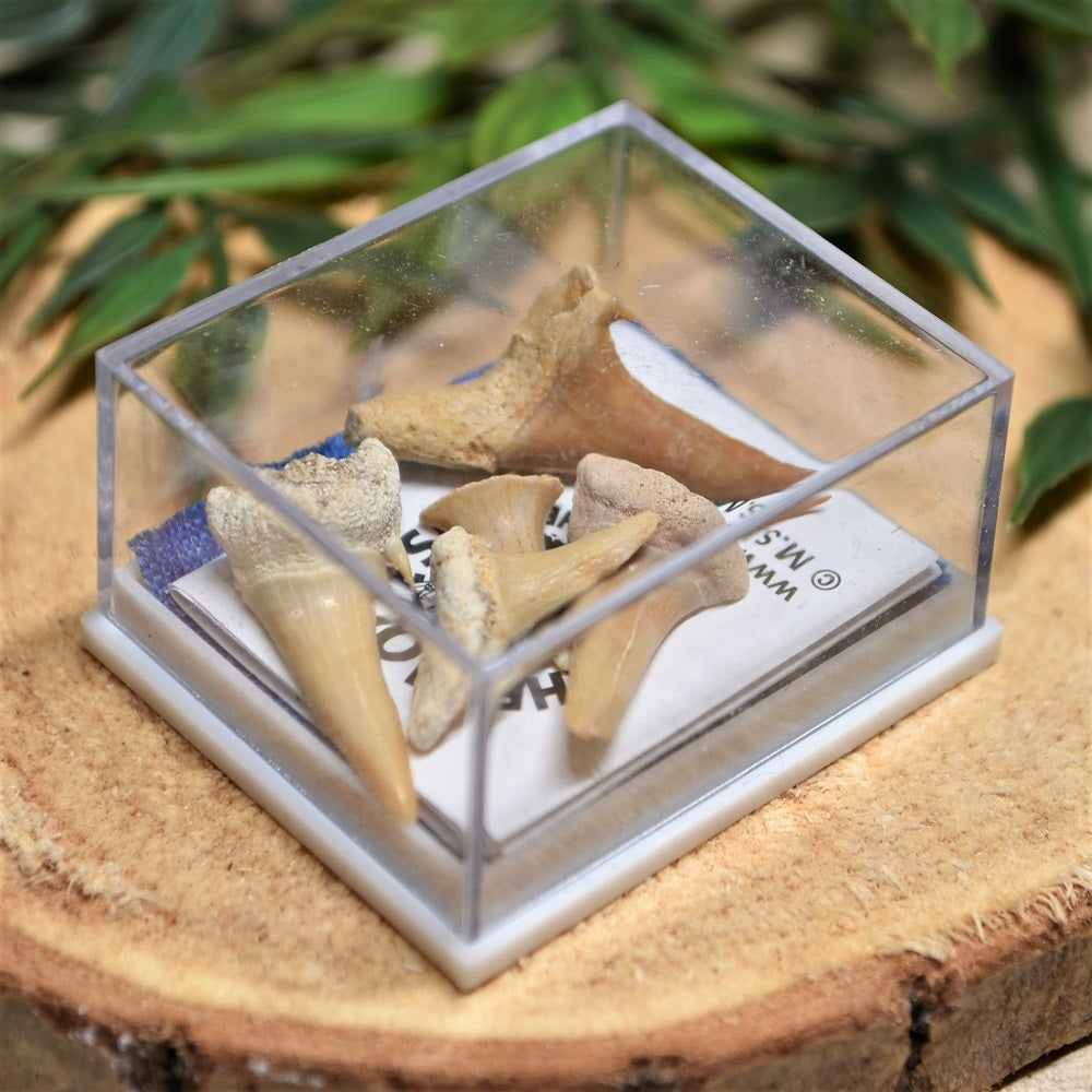 Haifischzähne versteinert (in einer Box)