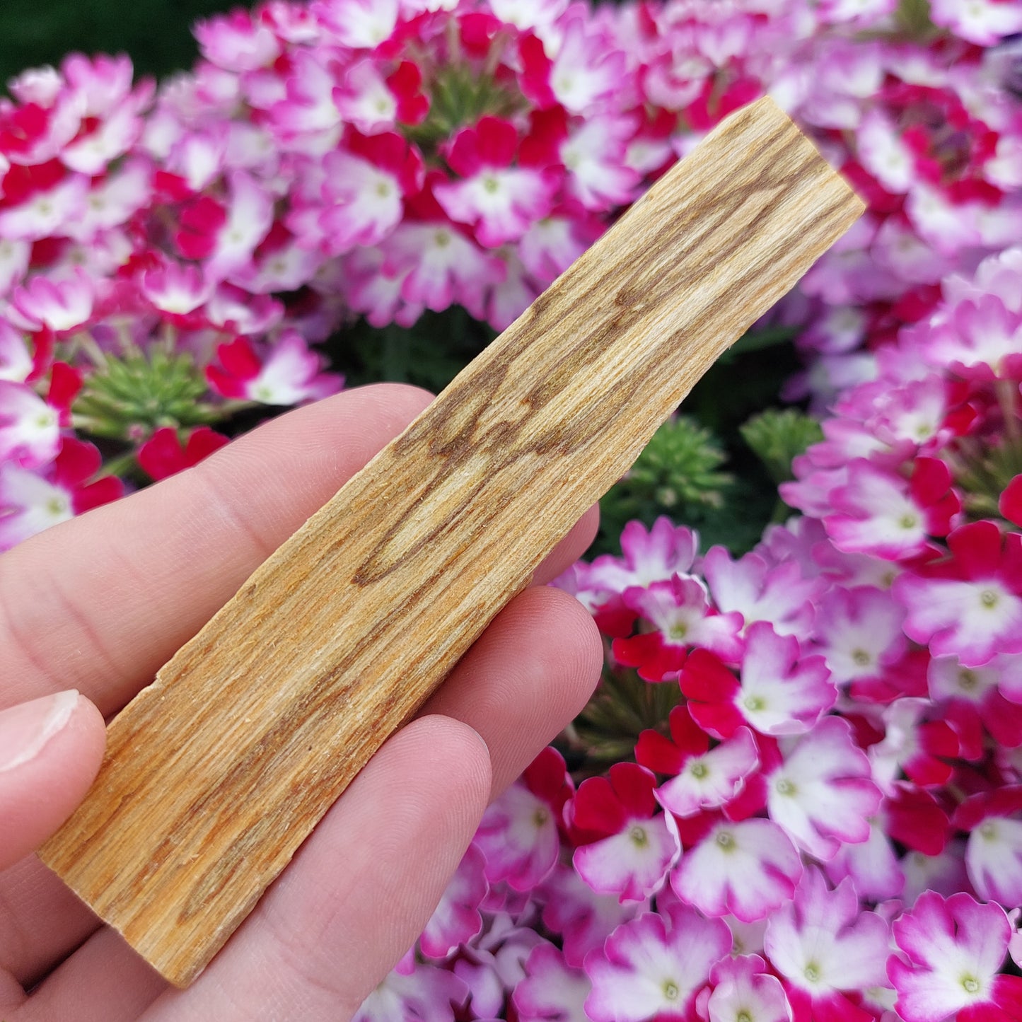 Palo Santo Heiliges Holz Räucherwek